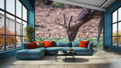 The chital or cheetal, also known as the spotted deer, chital deer and axis deer, is a deer species native to the Indian subcontinent. Deers in the zoo. Wall mural