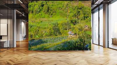 The green rural terraced vegetable field and a small wooden hut in the middle of the field in Malalak, Agam regency, Indonesia Wall mural