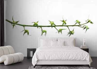 Empty branch of tomatoes isolated background backdrop Wall mural