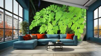 Vibrant Green Moringa Leaves Close-Up Wall mural