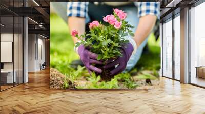 gardening and people concept - woman planting rose flowers at summer garden Wall mural