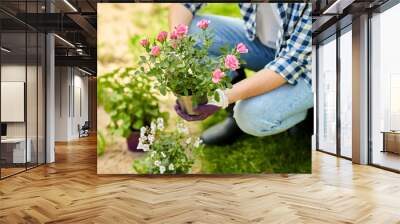 gardening and people concept - woman planting rose flowers at summer garden Wall mural