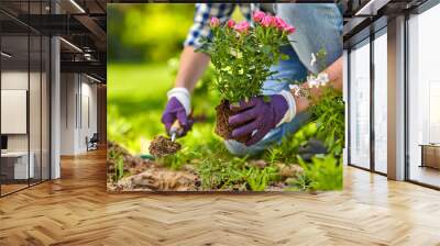 gardening and people concept - woman planting rose flowers at summer garden Wall mural