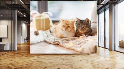 pets, christmas and hygge concept - two cats lying on window sill with blanket and present at home Wall mural