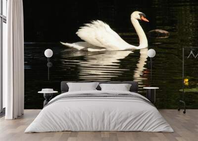 swimming swan - 2 Wall mural