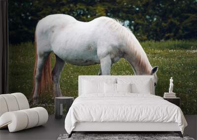 white horse grazing in a field closer 2 Wall mural