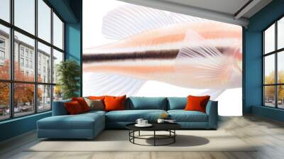 A fish with a black stripe on its side Wall mural