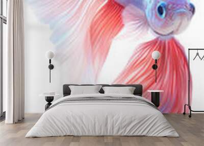 A fish with blue, pink and white fins is swimming in a tank Wall mural