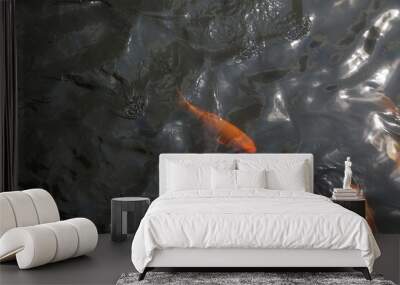 Goldfish in the lake Wall mural