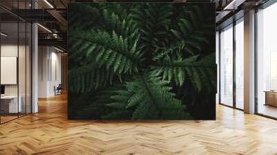 Beautyful ferns leaves green foliage natural floral fern background in sunlight glare of light on the leaves Wall mural