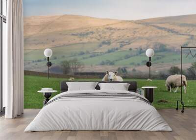 Sheep family on the green field, Wales, England Wall mural