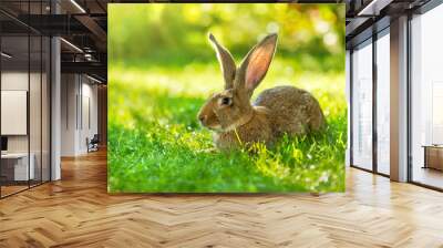 Brown rabbit sitting in grass Wall mural