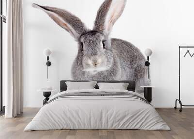 Grey rabbit on white background Wall mural