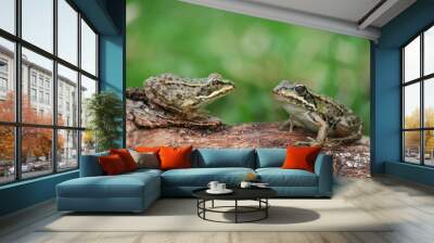 two frogs Wall mural