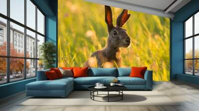 European brown hare (Lepus europaeus) Wall mural