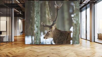 Red deer in winter forest (Cervus elaphus) Stag Wall mural