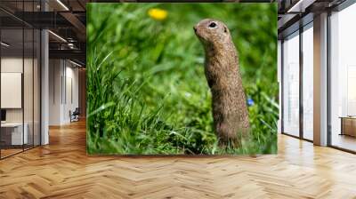 European ground squirrel, European souslik, Spermophilus citellus. The Muran Plateau National Park, Slovakia. Wall mural