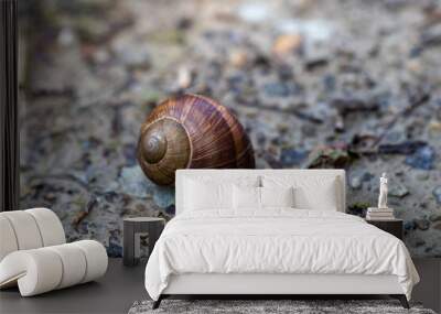 snail  Wall mural