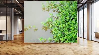 aquatic plants on the surface of a field pond Wall mural