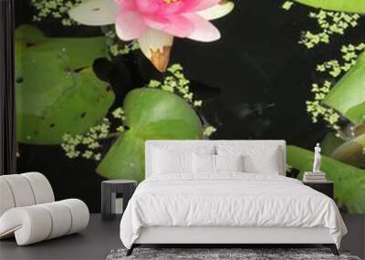 Two pink water lily in pond Wall mural