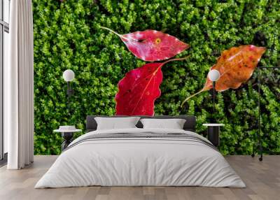 autumn leaves on green background Wall mural