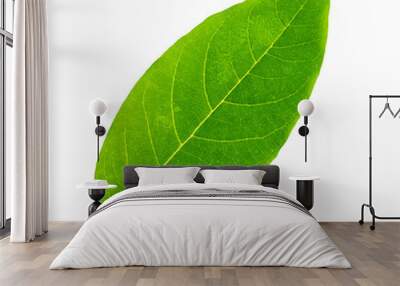 green leaf on a white isolated on white background Wall mural