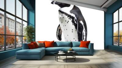 African penguin on transparent or white background Wall mural