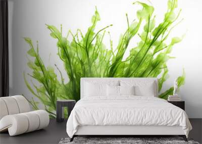 Seaweed isolated on white background. Wall mural