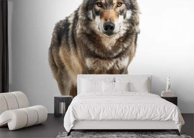 Wolf on transparent or white background Wall mural