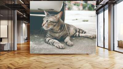 Lovely cat at outdoor. Wall mural