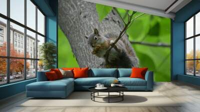 squirrel in forest Wall mural