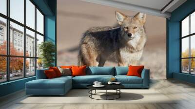 Lone coyote in the desert in Death Valley, California. Wall mural