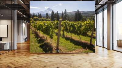 Vineyards in Hood River Valley, Oregon, on a sunny autumn day, with the snow-covered Mount Hood in the background. Wall mural