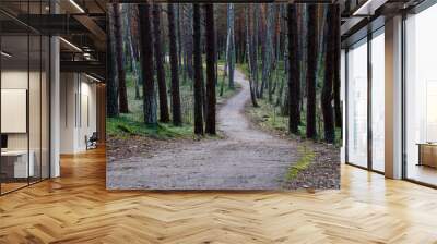 early spring forrest path 2 Wall mural