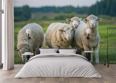 sheep and lambs Wall mural