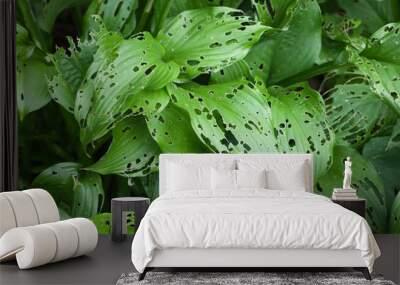 large green plant leaves with holes, damaged parasites Wall mural