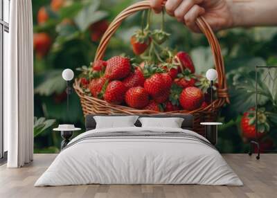 A hand picking ripe strawberries from a basket. Wall mural