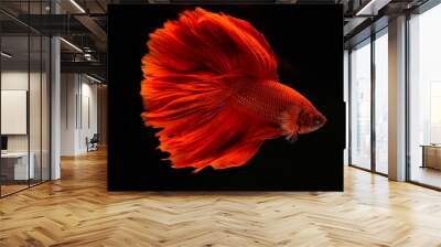 red fish in aquarium Wall mural