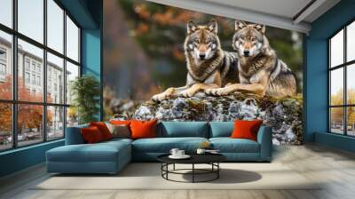 Two wolves on a rocky plateau lie in wait, Canis lupus, wolf, wild wolf. Wall mural