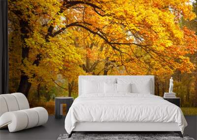 Autumn / Gold Trees in a park Wall mural