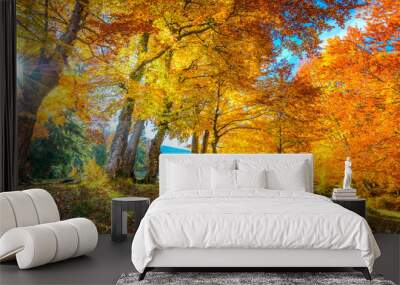 Autumn landscape - tall forest golden trees with sunlight, panoramic Wall mural