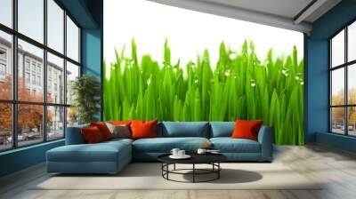 Fresh green wheat grass with drops dew / isolated on white with Wall mural