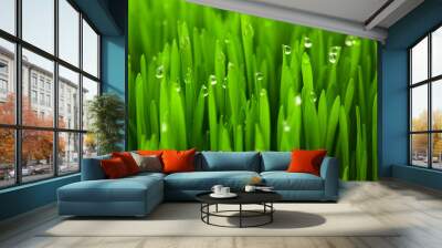 Fresh green wheat grass with drops dew / macro background Wall mural