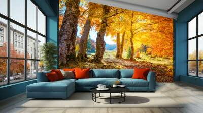 Golden Autumn forest  landscape with big vibrant trees Wall mural