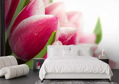 Pink tulips with water drops on white background / copy space fo Wall mural