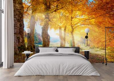 Warm autumn landscape -  beautiful forest with the sun rays and golden trees Wall mural