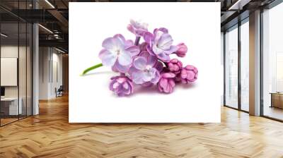 Lilac flowers isolated. White background Wall mural