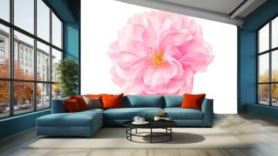 Sakura flower cherry blossom. Wall mural