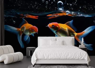 Aquarium gold two fish on isolated black background Wall mural