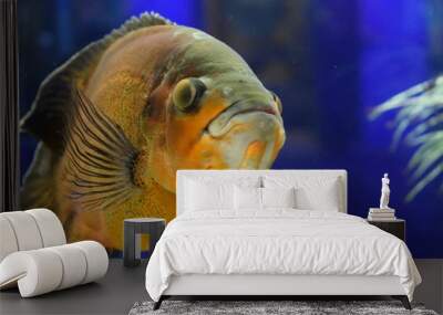 Astronotus ocellatus is a species of fish from the cichlid family Wall mural